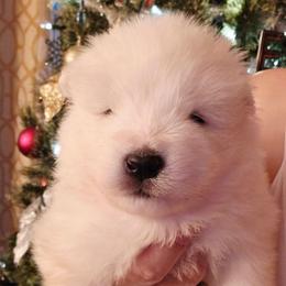 Blue - White male Samoyed puppy in San Antonio, Texas from Hill Country Samoyeds