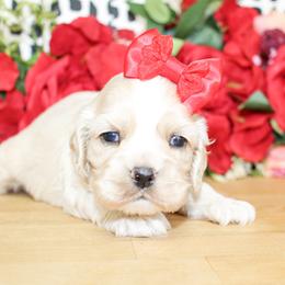 Emmie - Buff female Cocker Spaniel puppy in Rattan, Oklahoma from Double M Cocker Spaniels
