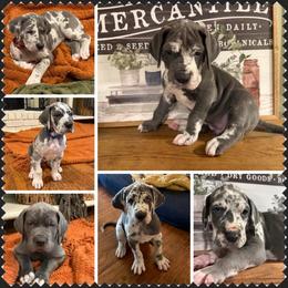 Boy 4 - Blue male Great Dane puppy in Carencro, Louisiana from Halsey Danes