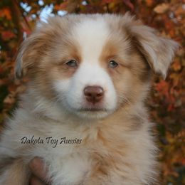 Teddy - Red merle male Miniature Australian Shepherd puppy in Fairview, South Dakota from Dakota Toy Aussies