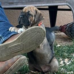 Ginger (Gingerbread) - Red female Cane Corso puppy in Utah from 3Lake Kennelz