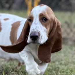 Basset Hounds from F&J bassets