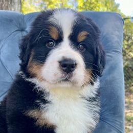 Simone - Black rust and white Bernese Mountain Dog puppy in Fitzgerald, Georgia from Southern Charm Bernese