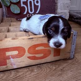 Ferdinand - Black and tan male Dachshund puppy in Middleton, Idaho from Doodle Doxie