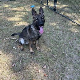 Surge - Sable male German Shepherd puppy in Wellington, Georgia from Altvater German Shepherds
