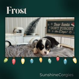 Frost - White and black male Pembroke Welsh Corgi puppy in Mannington, West Virginia from Sunshine Corgies