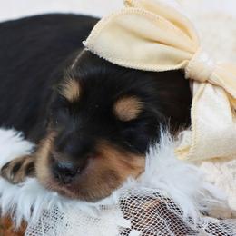 Jenny - Black and cream female Dachshund puppy in Wakarusa, Indiana from PuppyLove Dachshunds