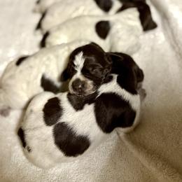 Bayou Beards Boss - Brown and gray male Wirehaired Pointing Griffon puppy in Shelbyville, Texas from AndersonK9Kennels Bayou Beards