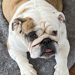 Bulldogs from Jetana Bulldogs