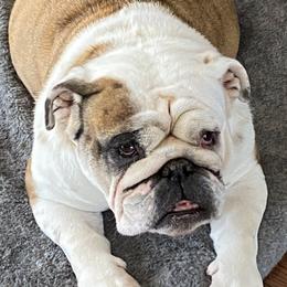 Bulldogs from Jetana Bulldogs
