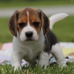 AKC 'Brandywine' - Black tan and white female Beagle puppy in Lamar, Missouri from Marti Acres ~ Boston Terrier & Beagles