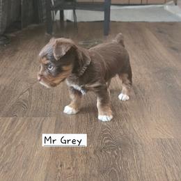 Mr Grey - Chocolate and tan male Yorkshire Terrier puppy in Dover, Delaware from Lewis Precious Paws