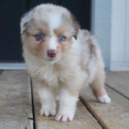Queen of Hearts - Red merle female Australian Shepherd puppy in Star City, Arkansas from Blush & Lace Aussie Co.