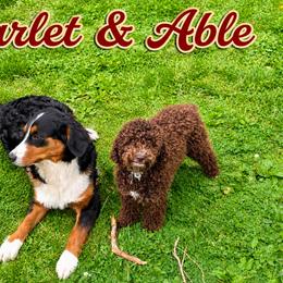 Bernedoodles from Land of OZ Bernedoodles
