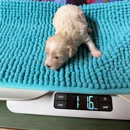 Dallas - Apricot male Maltipoo puppy in Lawrenceburg, Tennessee from LUV Poodles and Maltipoos