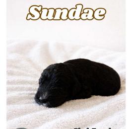 Sundae - Black female Bernedoodle puppy in High Point, North Carolina from Kingsfield Doodles