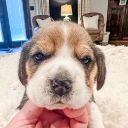 Bodie - Black tan and white male Beagle puppy in Brownsboro, Texas from Willow Bark Beagles