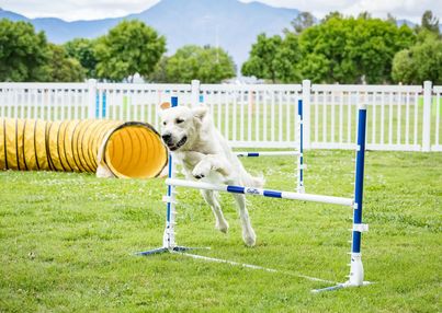 light colored golden retriever jumping on an agility course