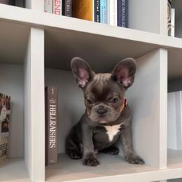 Nugget - Blue female French Bulldog puppy in Miami, Florida from Kehaulani's French Bulldogs