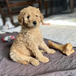 Goldendoodles from Massey Goldendoodles
