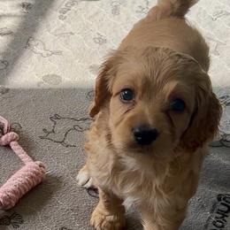 Josephine - Apricot female Goldendoodle puppy in Pensacola, Florida from Goldendoodles Love You in Pensacola Friend Edition