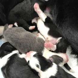 Border Collie Puppies from Astoria Canines