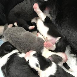 Border Collie Puppies from Astoria Canines
