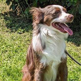 Jack - Red merle Miniature Australian Shepherd puppy in Canyonville , Oregon from Circle E Aussies
