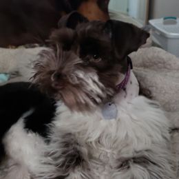 Karisma - Miniature Schnauzer