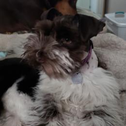Karisma - Miniature Schnauzer