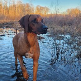 Chani - Rhodesian Ridgeback