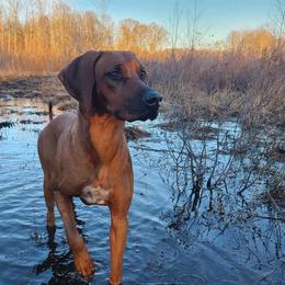 Chani - Rhodesian Ridgeback