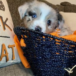 Miniature Australian Shepherd Puppies from Arch Hill Mini Aussies