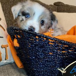 Miniature Australian Shepherd Puppies from Arch Hill Mini Aussies