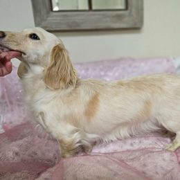 Blossom - Dachshund