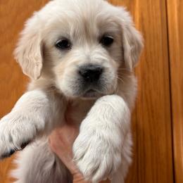 Purple (3700) - Light golden female Golden Retriever puppy in Pahrump, Nevada from Southern Nevada Goldens