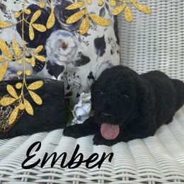 Ember - Black female Poodle puppy in Dayton, Texas from Wolfe Island Poodles