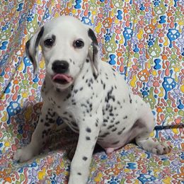 Red Hots- Red LUA - White and black male Dalmatian puppy in Claremore, Oklahoma from Lotsofdots Dalmatians
