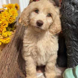 Wilson Family's Eagle - Cream male Goldendoodle puppy in Norman, Oklahoma from Wilson Family Companions