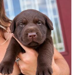 Salvy - Chocolate male Dilute Retriever puppy in Baldwin City, Kansas from Hedge Lane Labradors