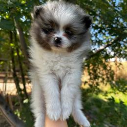 Kylo Ren - Blue merle male Pomeranian puppy in New Plymouth, Idaho from Pawdawan Poms