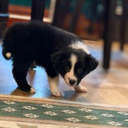 Balerion - Black male Border Collie puppy in Lewis, Iowa from 4Ransom Ranch