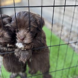 Havanese Puppies from Havanese on the Hill