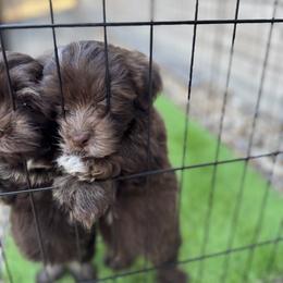 Havanese Puppies from Havanese on the Hill