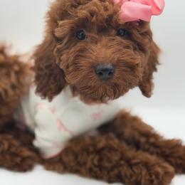 Mia - Red  female Poodle puppy in Southampton, New Jersey from Lavishly Loved Pets LLC