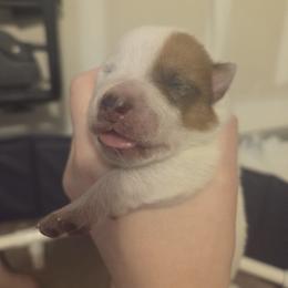 Australian Cattle Dog Puppies from Wild Sage Cattle Dogs