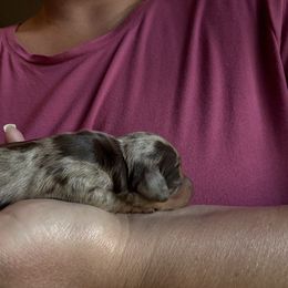 Boy 3 - Dapple male Dachshund puppy in New Jersey from Bergamo’s  Dachshunds