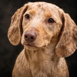 Banjo - Dachshund