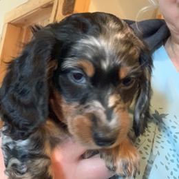 Dachshund Puppies from Sassafras Dachshunds