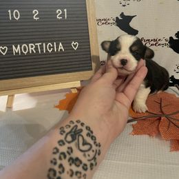 Pembroke Welsh Corgi Puppies from Stephanie’s Corgi Colony